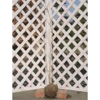 ヤマアジサイ 0.6m 露地 苗