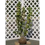 ヤマアジサイ 1m 露地 苗