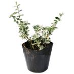  America tsurumasaki изумруд gaiti10.5cm pot рассада 