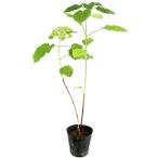 アジサイ アナベル 15cmポット 5本 苗