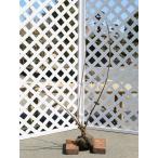 アジサイ アナベル 0.5m 露地 苗