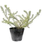  талия Lynn механизм 12cm pot рассада 