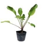 ominaesi9.0cm pot рассада 