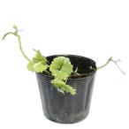  устрица doosi. ввод 10.5cm pot рассада 