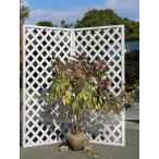 ショッピングアジサイ ガクアジサイ 1m 露地 苗