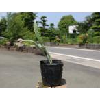  артишок 9.0cm pot 25 шт рассада 