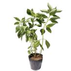 ショッピングアジサイ ガクアジサイ斑入り 15cmポット 苗