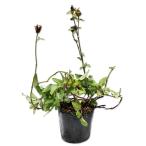 utsubogsa9.0cm pot рассада 