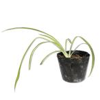 olizuru Ran 9.0cm pot рассада 