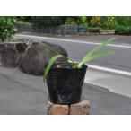  агапантус синий серия 10.5cm pot рассада 