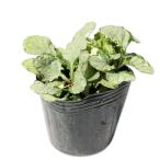 アジュガ白斑9.0cmポット苗