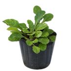 アジュガピンク9.0cmポット30個苗