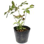 as Chill be розовый цветок 10.5cm pot рассада 