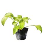  oo ba хоста 10.5cm pot рассада 