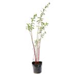 otogili saw 9.0cm pot рассада 