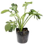 otokoesi9cm pot рассада 