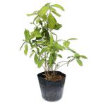 アジサイ シチダンカ 12cmポット 5本 苗