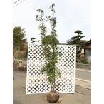 イヌガシ 株立ち 2.5m 露地 苗木