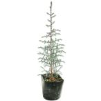  итальянский кипарис 0.3m 10.5cm pot рассада 