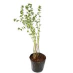  oxalis Hill ta9.0cm pot рассада 