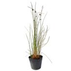 igsa10.5cm pot рассада 