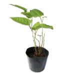 itadoli10.5cm pot рассада 