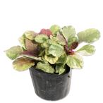 アジュガバーガンディーグロー9.0...