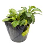  живучка розовый Elf 9.0cm pot рассада 