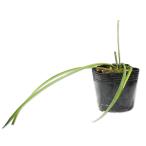  allium kowa колено 9.0cm pot рассада 