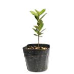 aroni Ame lanokarupa10.5cm pot рассада 