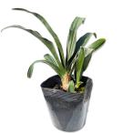 o Moto вне . ввод 10.5cm pot рассада 