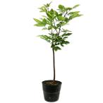 alage ясень шерстистый 0.6m 15cm pot рассада 