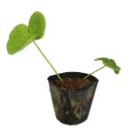  oxalis ( товар вид указание не возможно ) 9.0cm pot рассада 