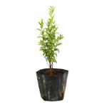  серебристый ba кальмар 10.5cm pot рассада 