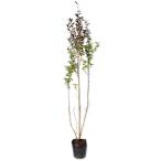 серебристый ba кальмар 0.5m 10.5cm pot рассада 
