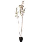 серебристый ba кальмар 0.8m 10.5cm pot рассада 