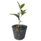  серебристый wooden 0.1m 10.5cm pot рассада 