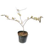 コデマリ10.5cmポット20本苗