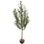 コブシ単木2.5m露地2本苗木