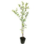  черный ganemochi0.5m 10.5cm pot рассада 