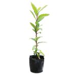 ge Kei ju0.3m 9.0cm pot рассада 