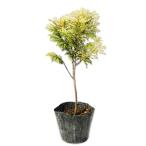 klipsi-0.2m 9.0cm pot рассада 