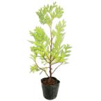 グリーンコーン 0.3m 9.0cmポット 苗