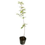  дуб конара 0.5m 10.5cm pot рассада 