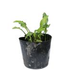 koba хоста 10.5cm pot рассада 