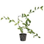  кизильник o-tam fire 10.5cm pot рассада 