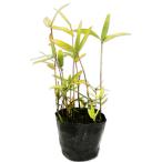  cam ro The sa10.5cm pot рассада 