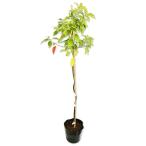 ksnoki0.4m 15cm pot рассада 