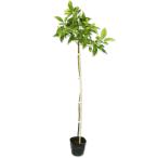 ksnoki0.7m 10.5cm pot рассада 