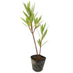  both chiktou0.3m 10.5cm pot рассада 